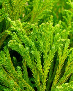 Cryptomeria Japonica 'radicans' - View 32 from www redcrocus com