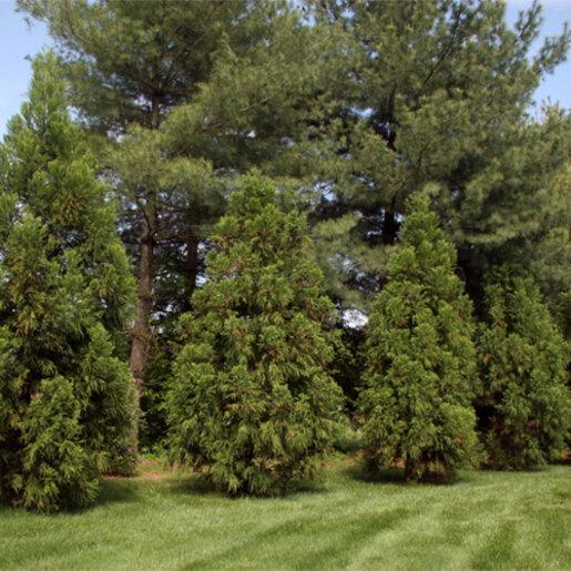 Cryptomeria Japonica 'radicans' - View 33 from www redcrocus com
