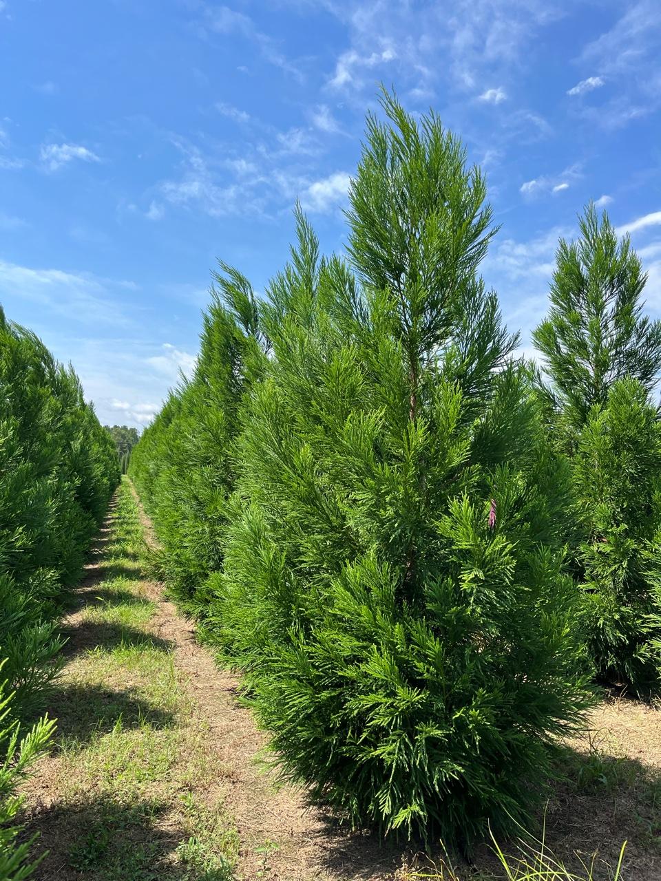Cryptomeria Japonica 'radicans' - View 34 from www redcrocus com