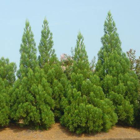 Cryptomeria Japonica 'radicans' - View 35 from www redcrocus com