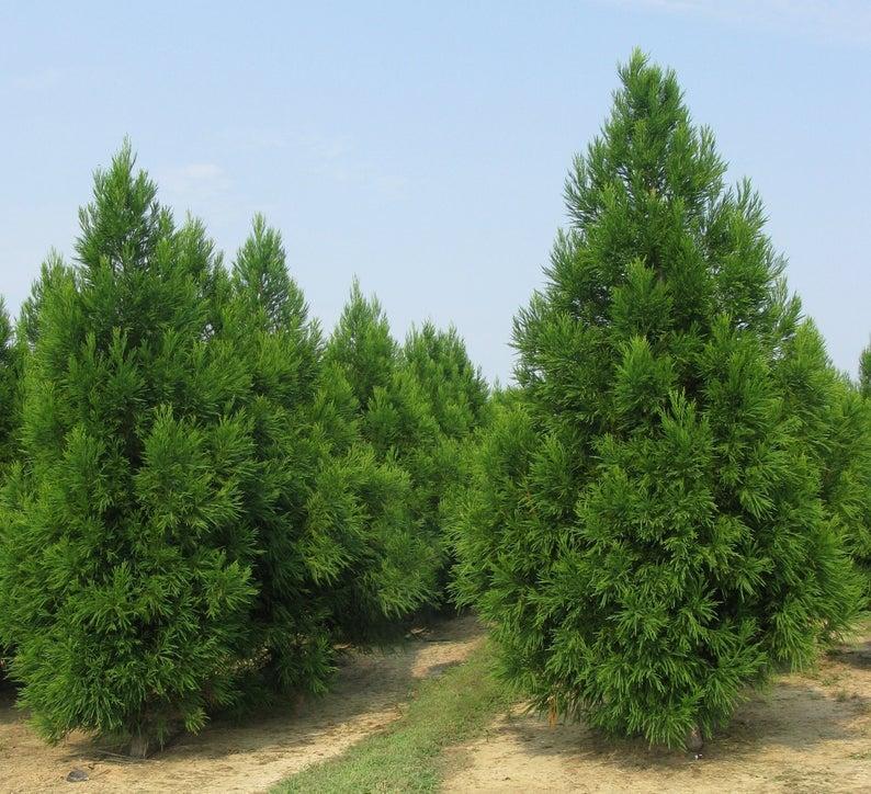 Cryptomeria Japonica 'radicans' - View 36 from www redcrocus com