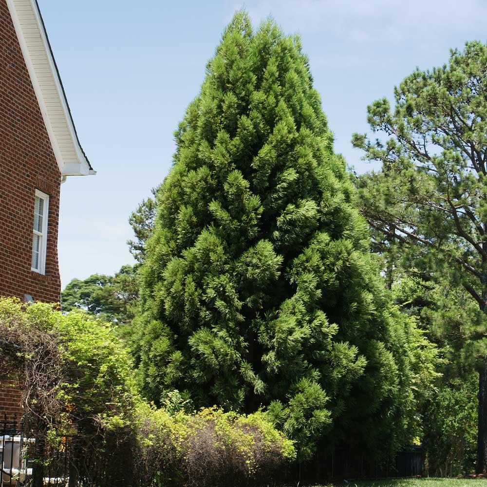 Cryptomeria Japonica 'radicans' - View 38 from www redcrocus com