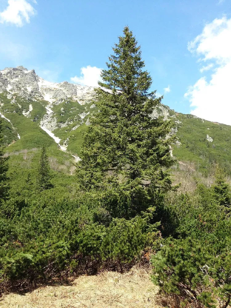 Cryptomeria Japonica 'radicans' - View 39 from www redcrocus com