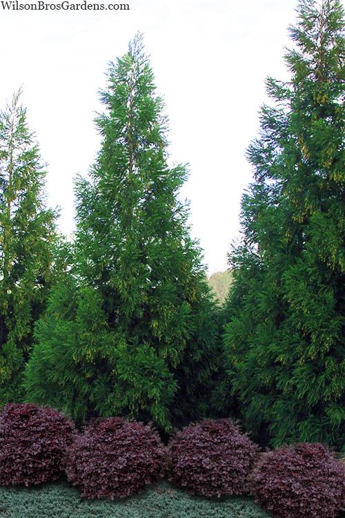 Cryptomeria Japonica 'radicans' - View 3 from www redcrocus com