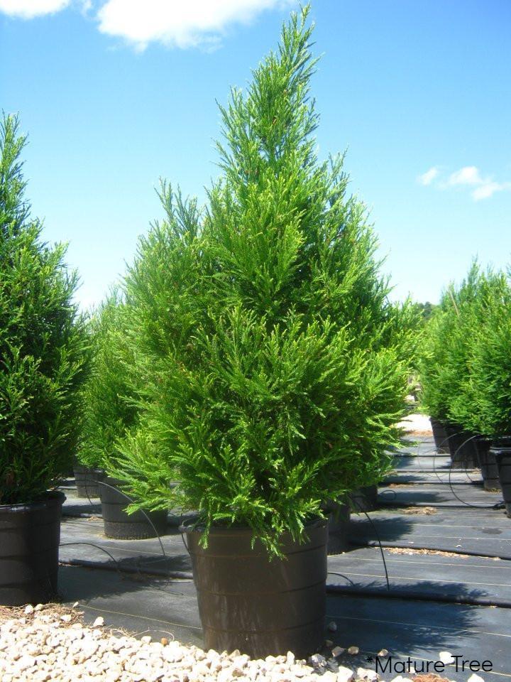 Cryptomeria Japonica 'radicans' - View 40 from www redcrocus com