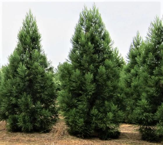 Cryptomeria Japonica 'radicans' - View 4 from www redcrocus com