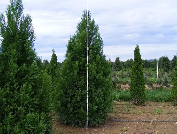 Cryptomeria Japonica 'radicans' - View 5 from www redcrocus com