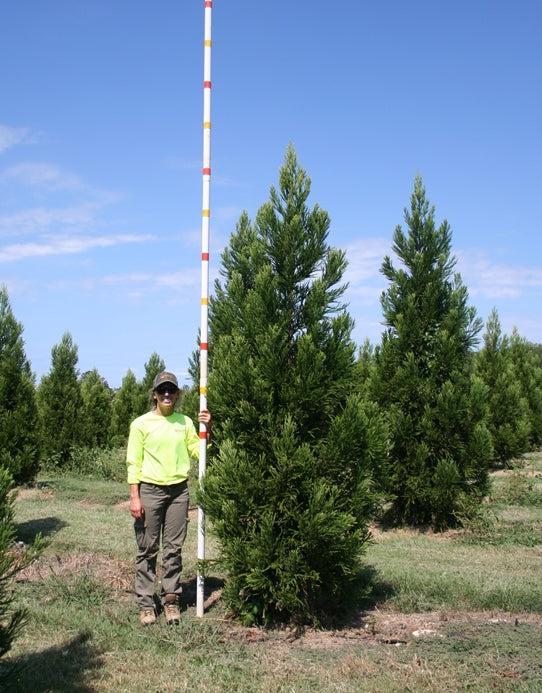 Cryptomeria Japonica 'radicans' - View 6 from www redcrocus com
