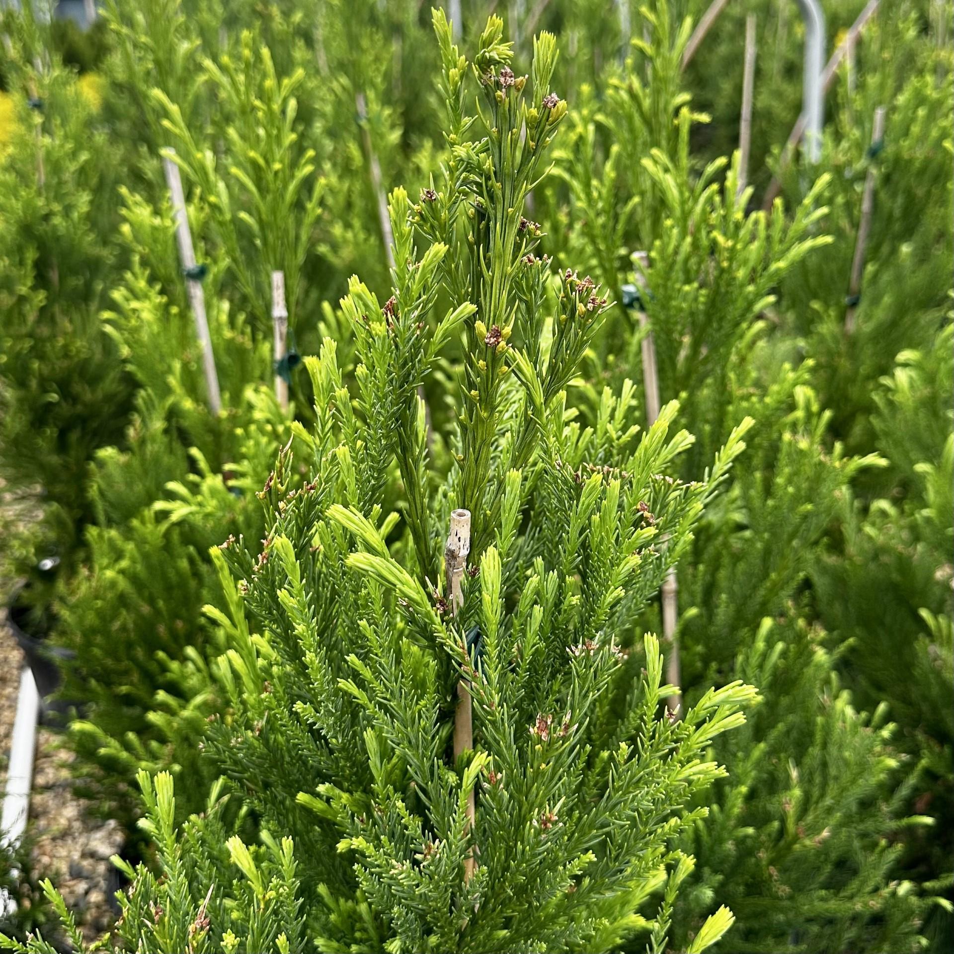 Cryptomeria Japonica 'radicans' - View 7 from www redcrocus com