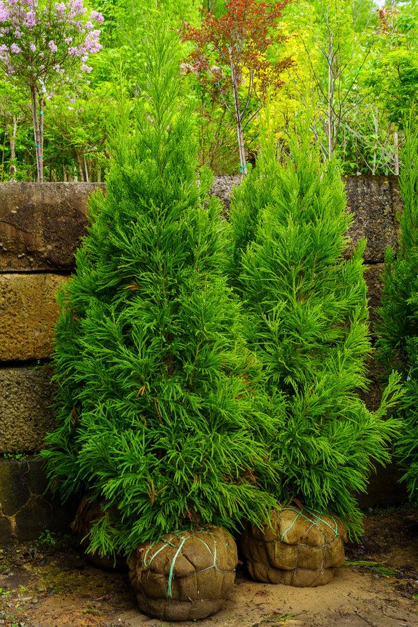 Cryptomeria Japonica 'radicans' - View 8 from www redcrocus com