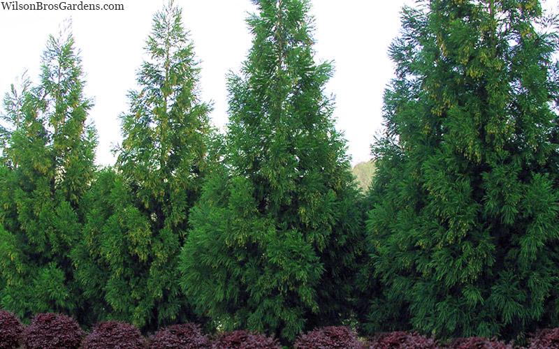 Cryptomeria Japonica 'radicans' - View 9 from www redcrocus com