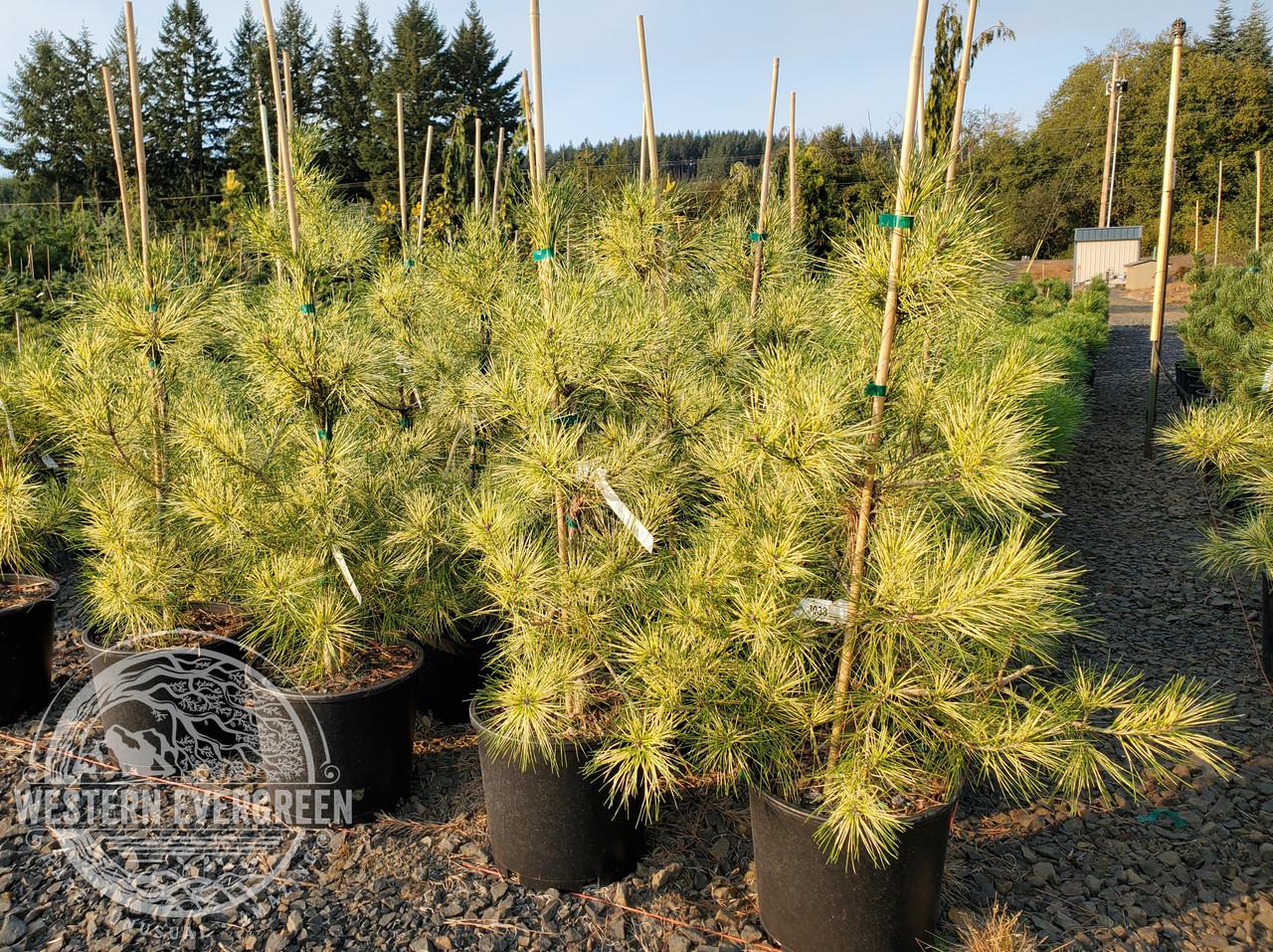 Pinus Densiflora Golden Ghost - View 10 from www redcrocus com