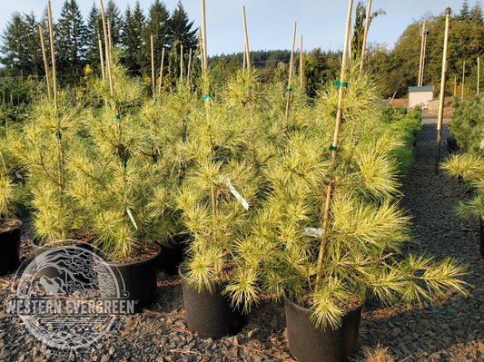 Pinus Densiflora Golden Ghost - View 10 from www redcrocus com