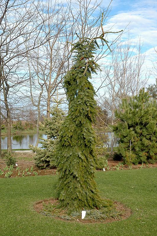 Picea Omorika Pendula Bruns - View 9 from www redcrocus com
