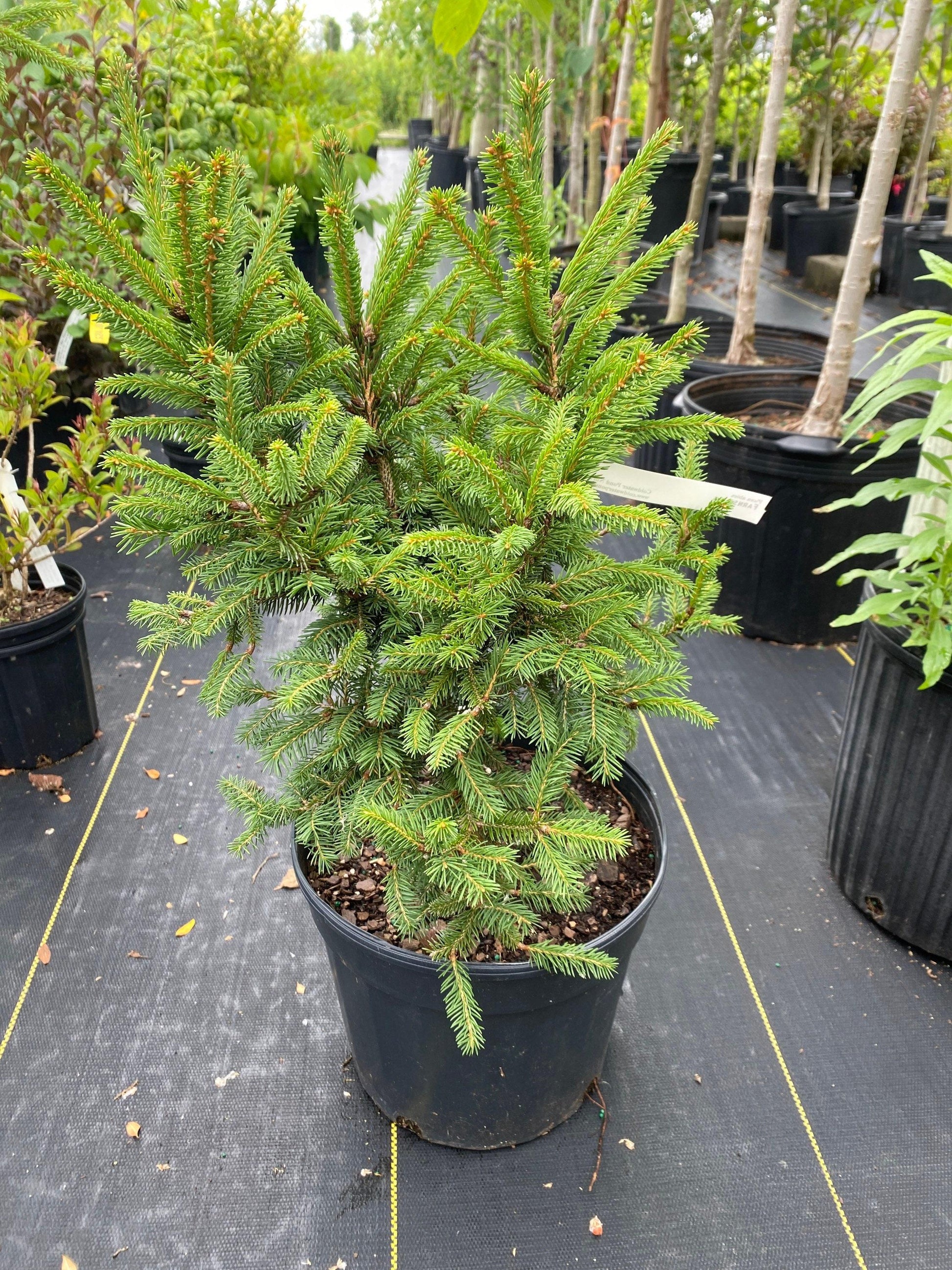 Picea Abies Farnsburg - View 12 from www redcrocus com