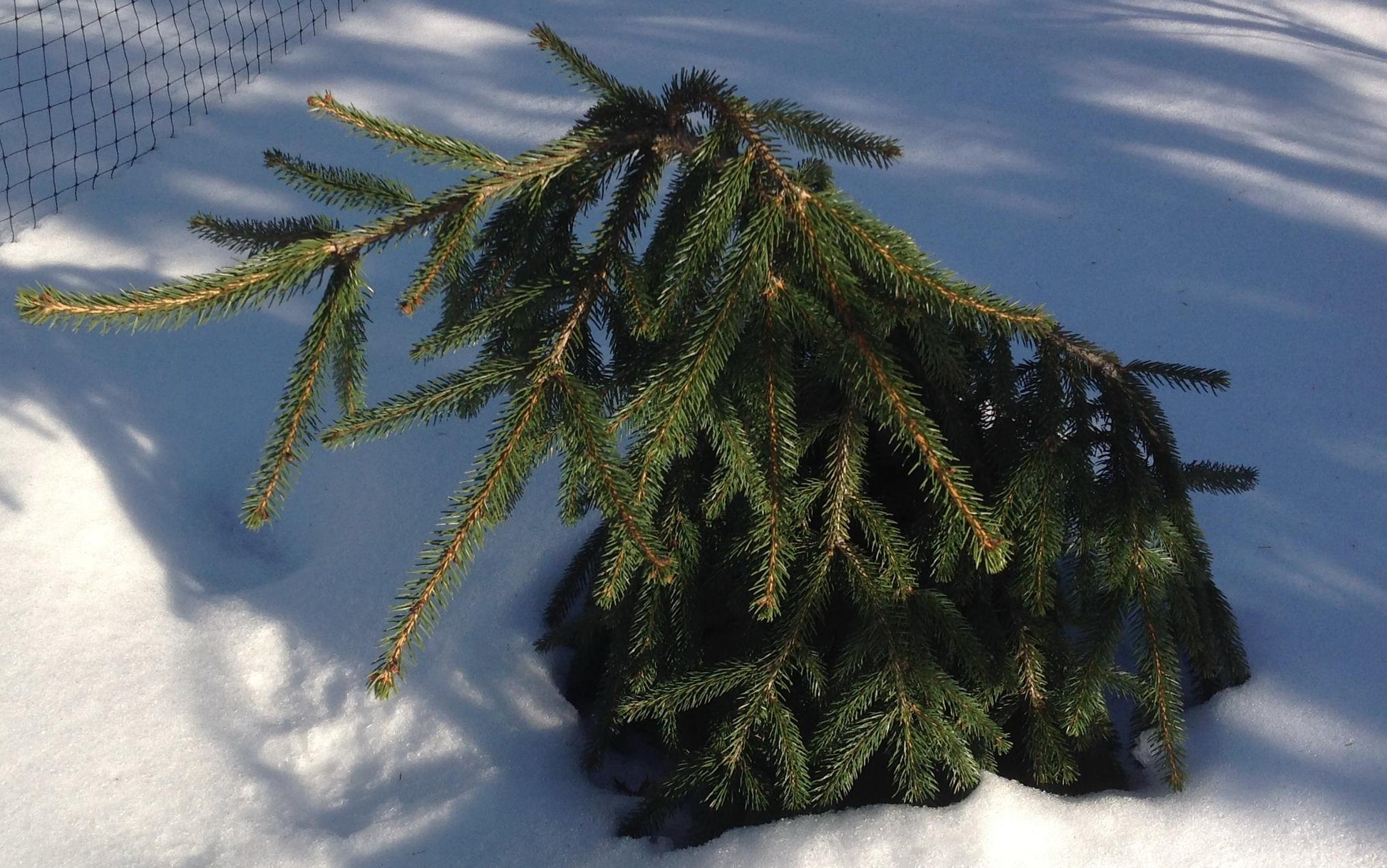 Picea Abies Farnsburg - View 17 from www redcrocus com