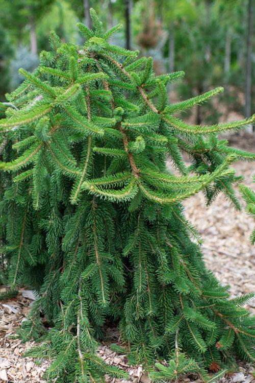 Picea Abies Farnsburg - View 1 from www redcrocus com