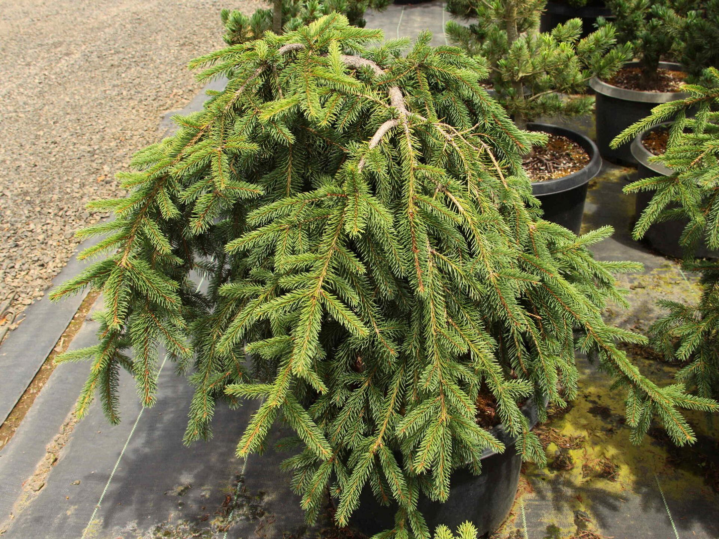 Picea Abies Farnsburg - View 5 from www redcrocus com