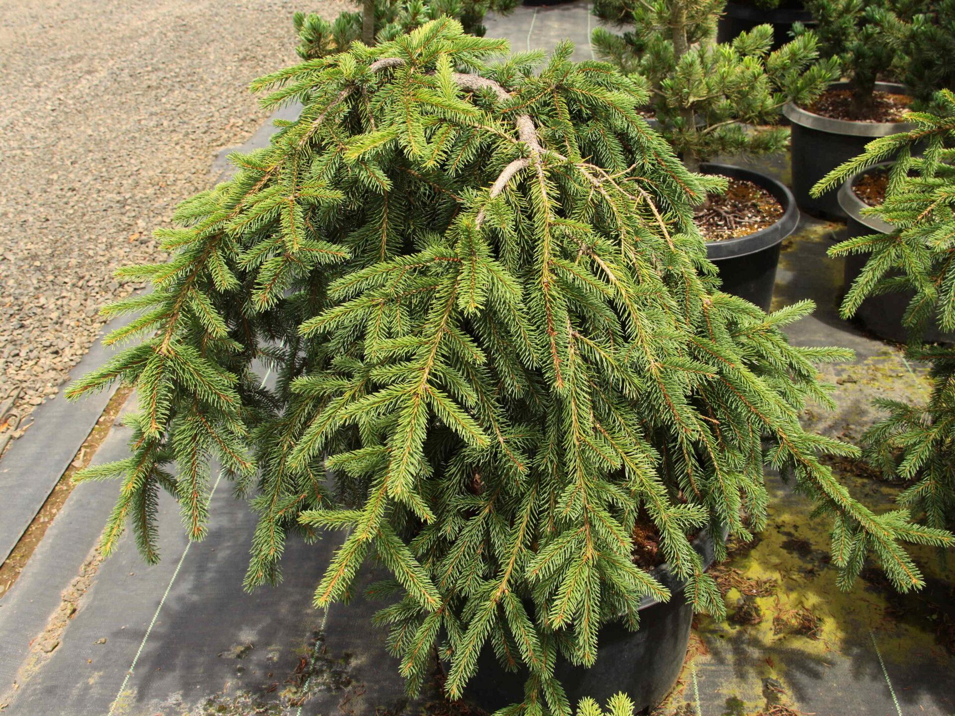 Picea Abies Farnsburg - View 5 from www redcrocus com