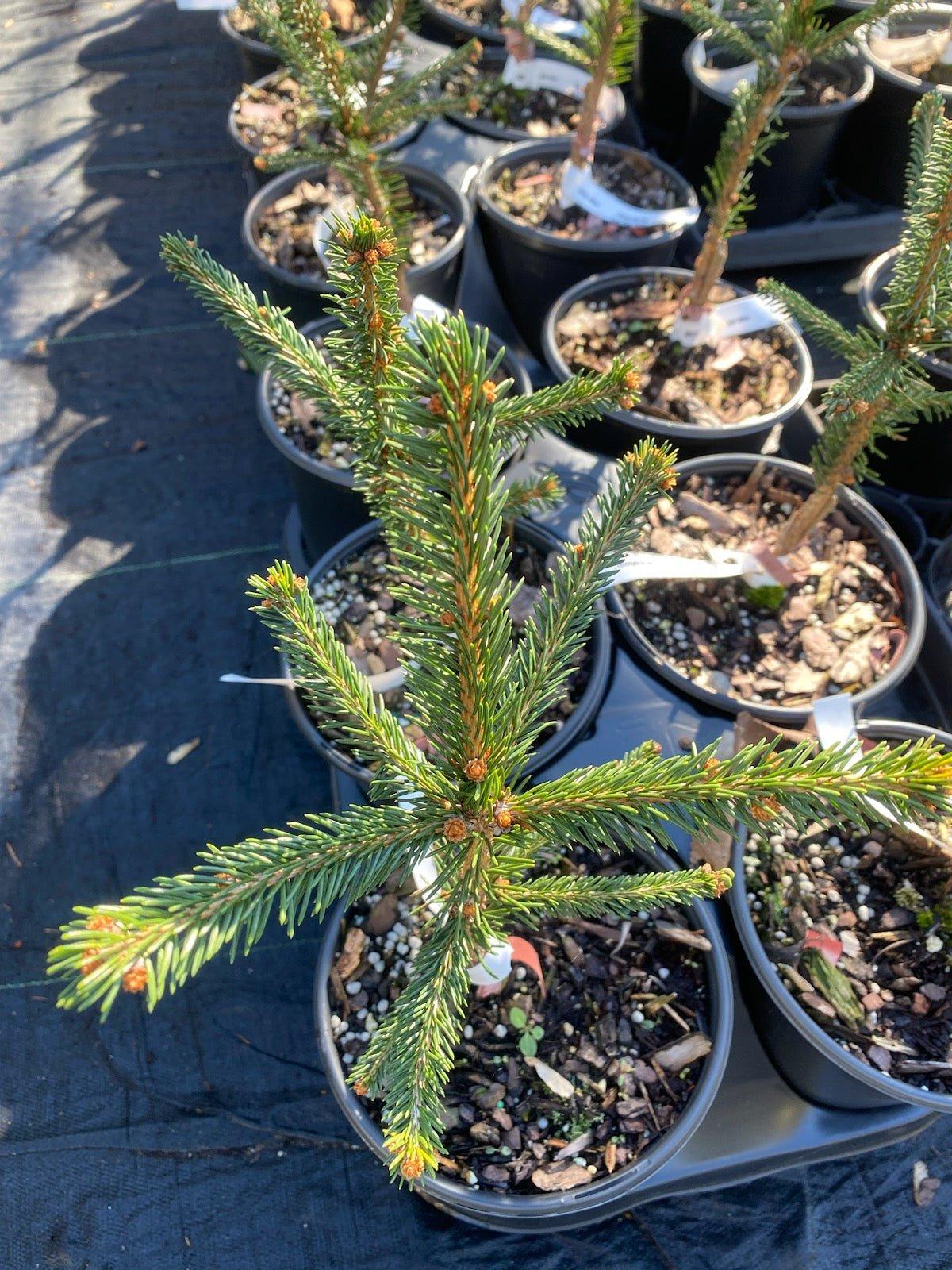 Picea Abies Farnsburg - View 8 from www redcrocus com