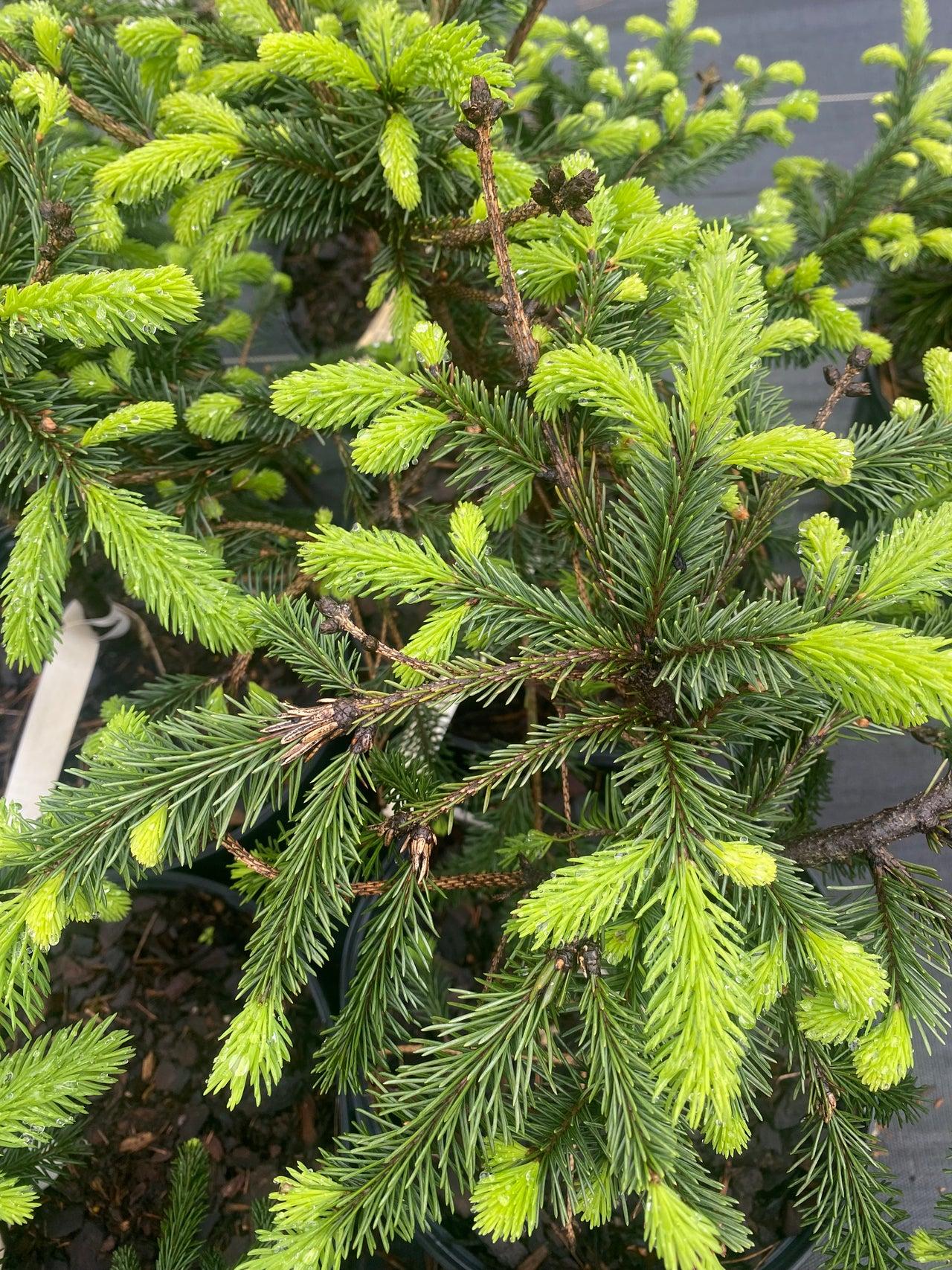 Picea Abies 'farnsburg' - View 10 from www redcrocus com