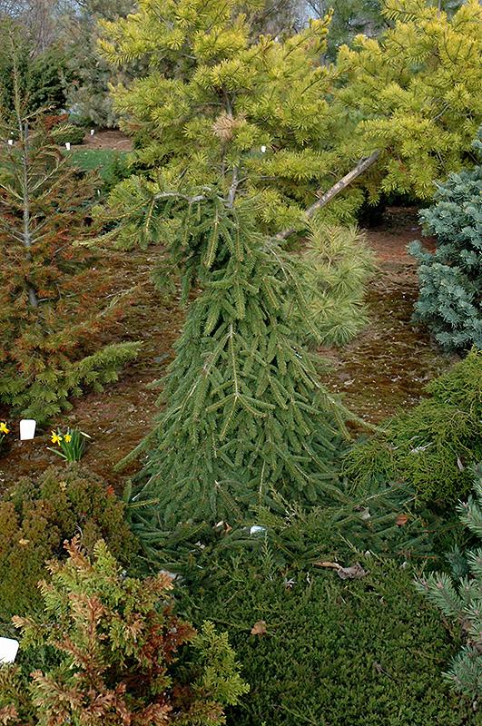 Picea Abies 'farnsburg' - View 11 from www redcrocus com
