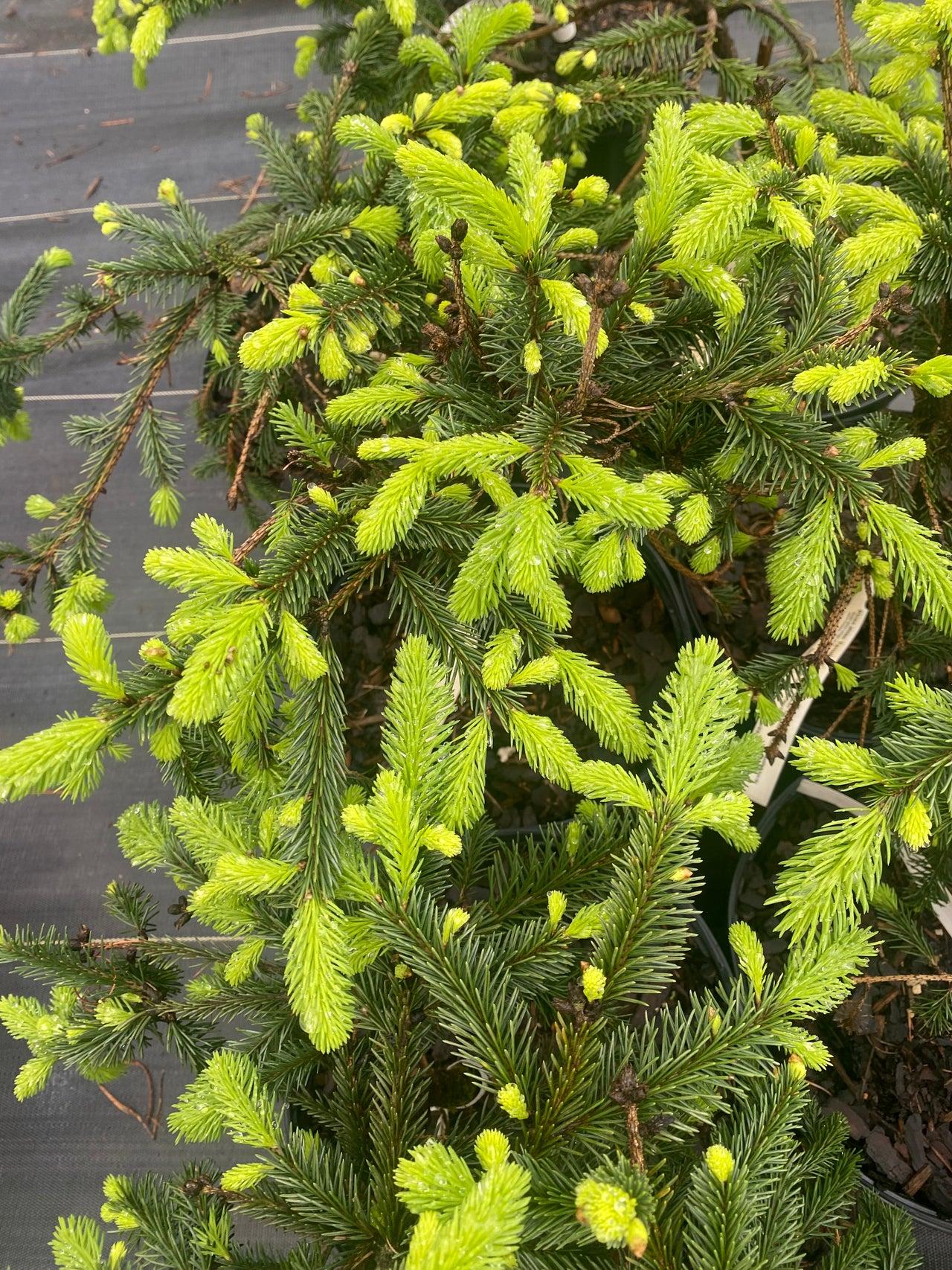 Picea Abies 'farnsburg' - View 14 from www redcrocus com
