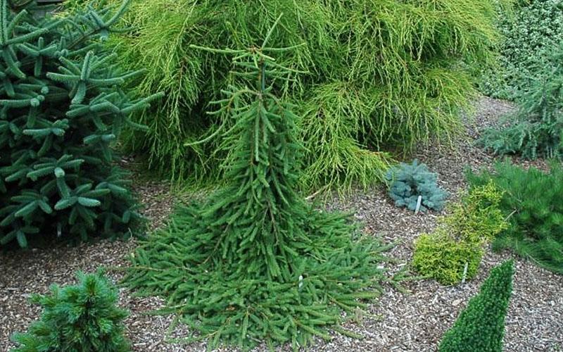 Picea Abies 'farnsburg' - View 2 from www redcrocus com