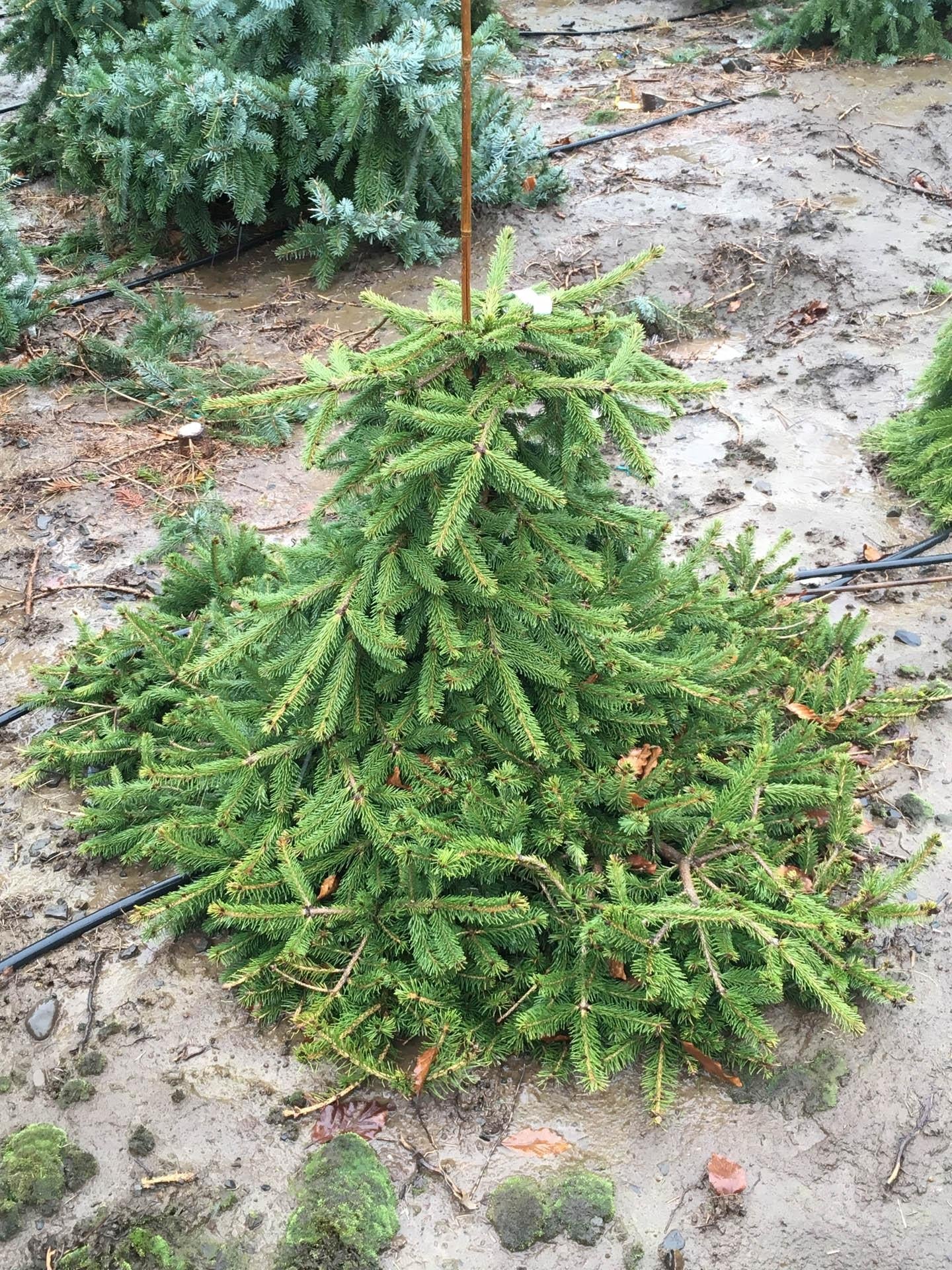 Picea Abies 'farnsburg' - View 3 from www redcrocus com