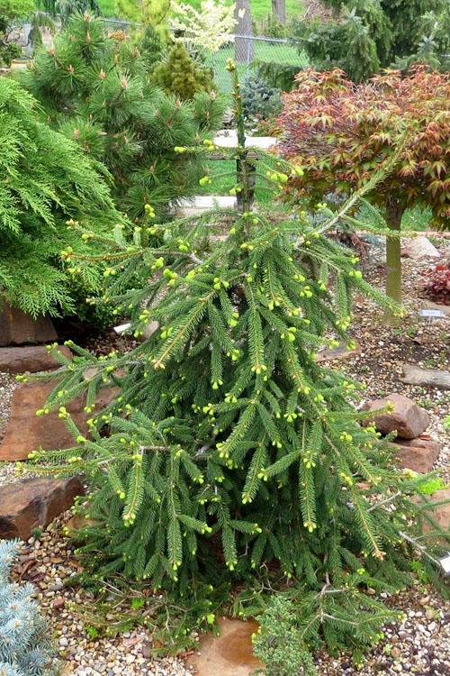 Picea Abies 'farnsburg' - View 4 from www redcrocus com