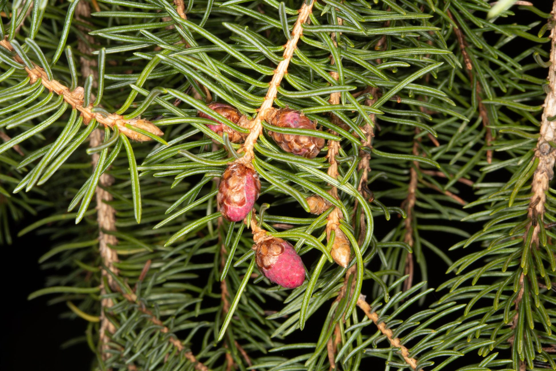 Picea Mariana Michael Heims - View 10 from www redcrocus com