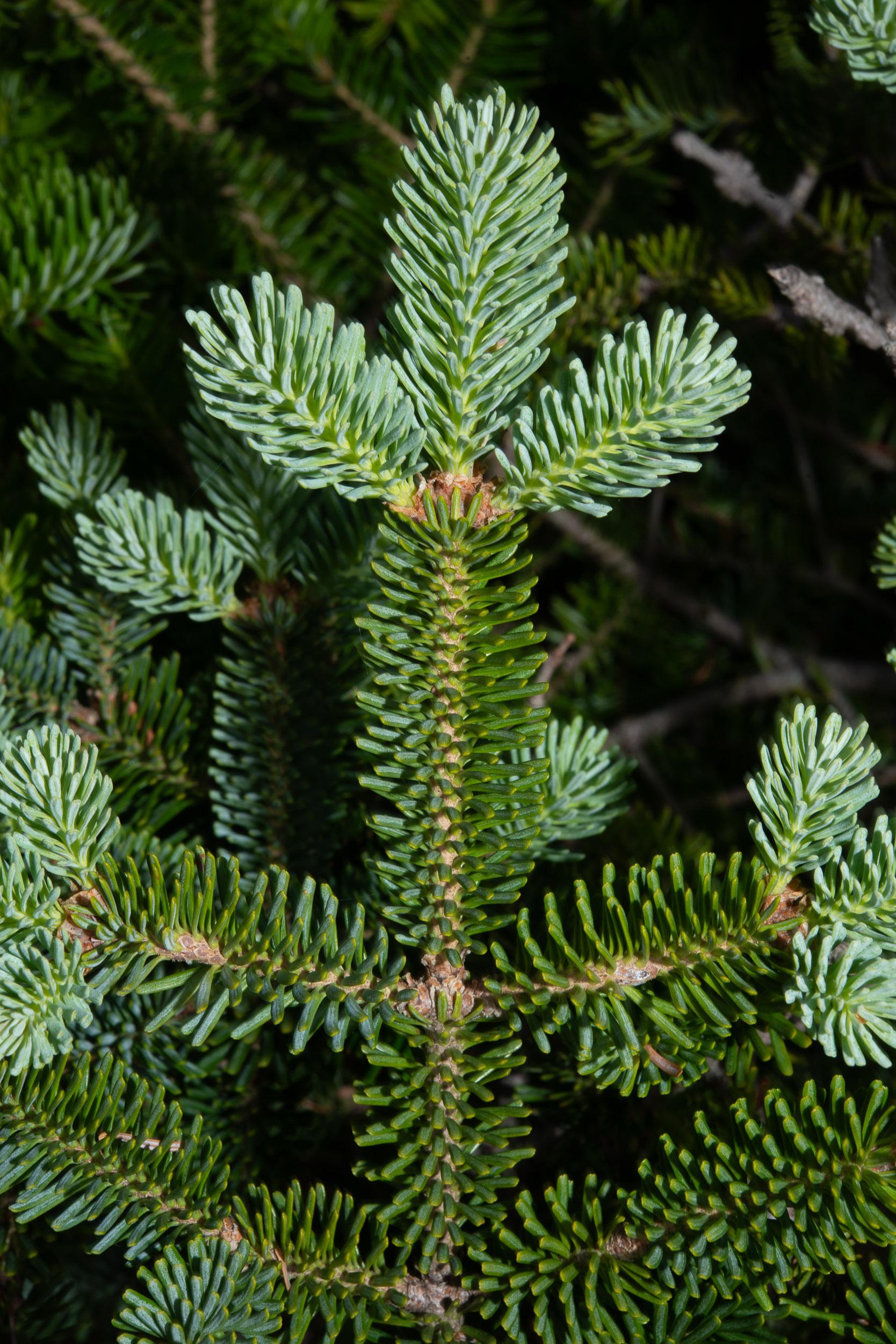 Picea Mariana Michael Heims - View 11 from www redcrocus com