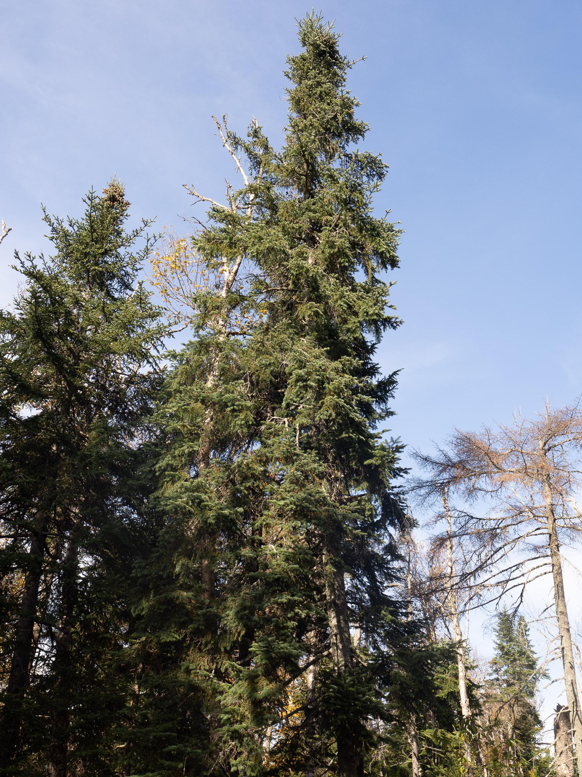 Picea Mariana Michael Heims - View 16 from www redcrocus com