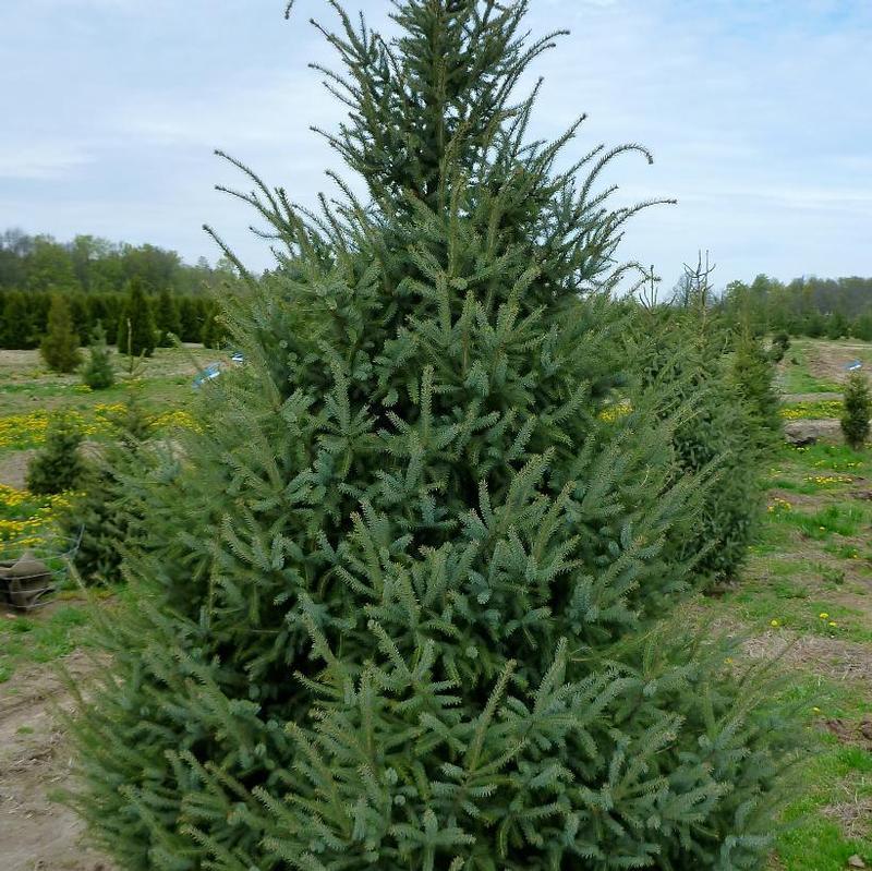 Picea Mariana Michael Heims - View 17 from www redcrocus com
