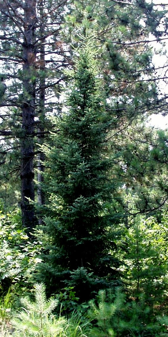 Picea Mariana Michael Heims - View 18 from www redcrocus com
