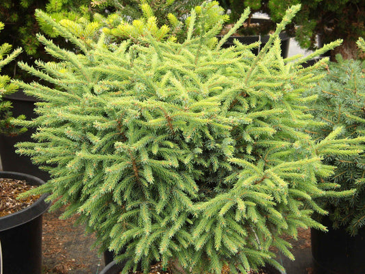 Picea Mariana Michael Heims - View 1 from www redcrocus com