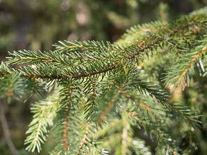 Picea Mariana Michael Heims - View 20 from www redcrocus com