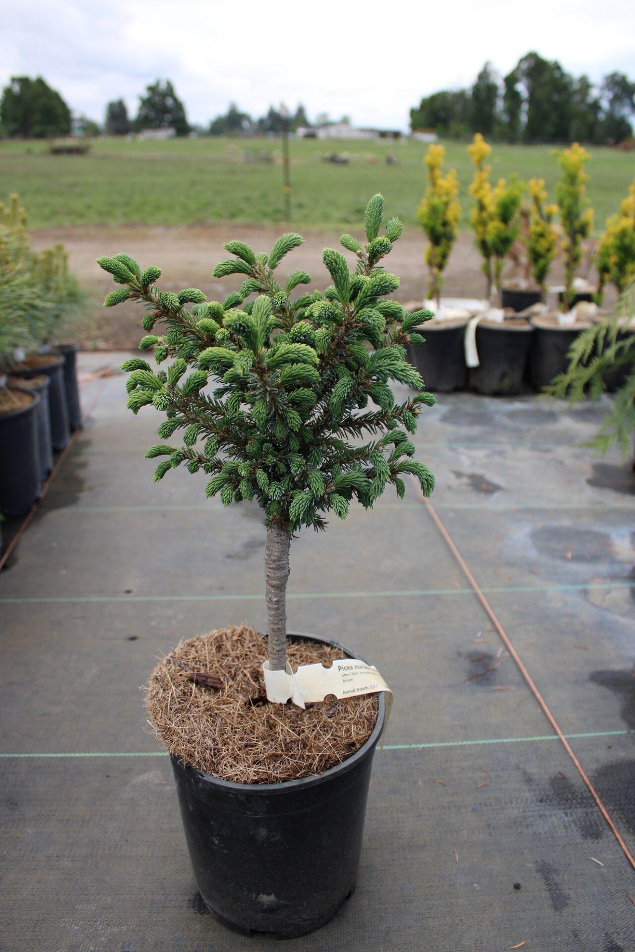 Picea Mariana Michael Heims - View 4 from www redcrocus com