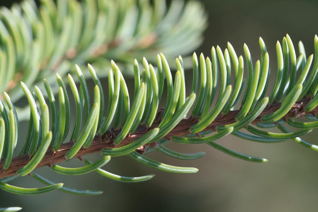 Picea Mariana Michael Heims - View 9 from www redcrocus com