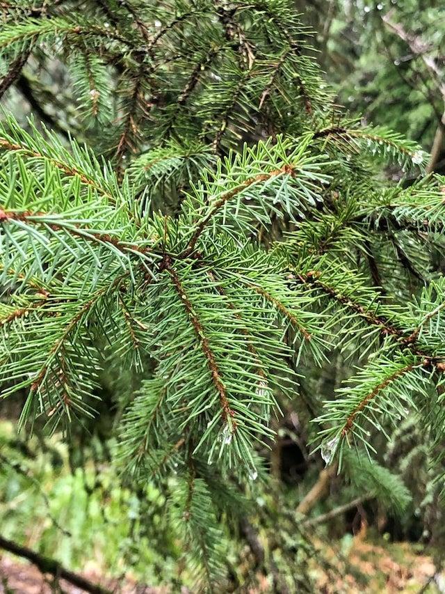 Picea Mariana 'michael Heims' - View 12 from www redcrocus com