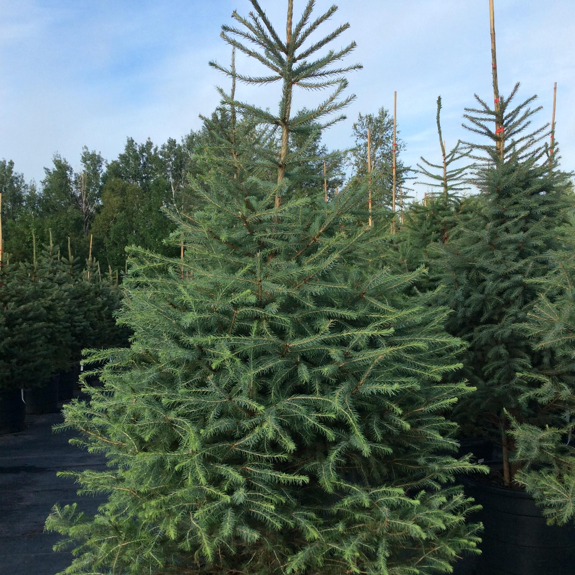 Picea Mariana 'michael Heims' - View 14 from www redcrocus com