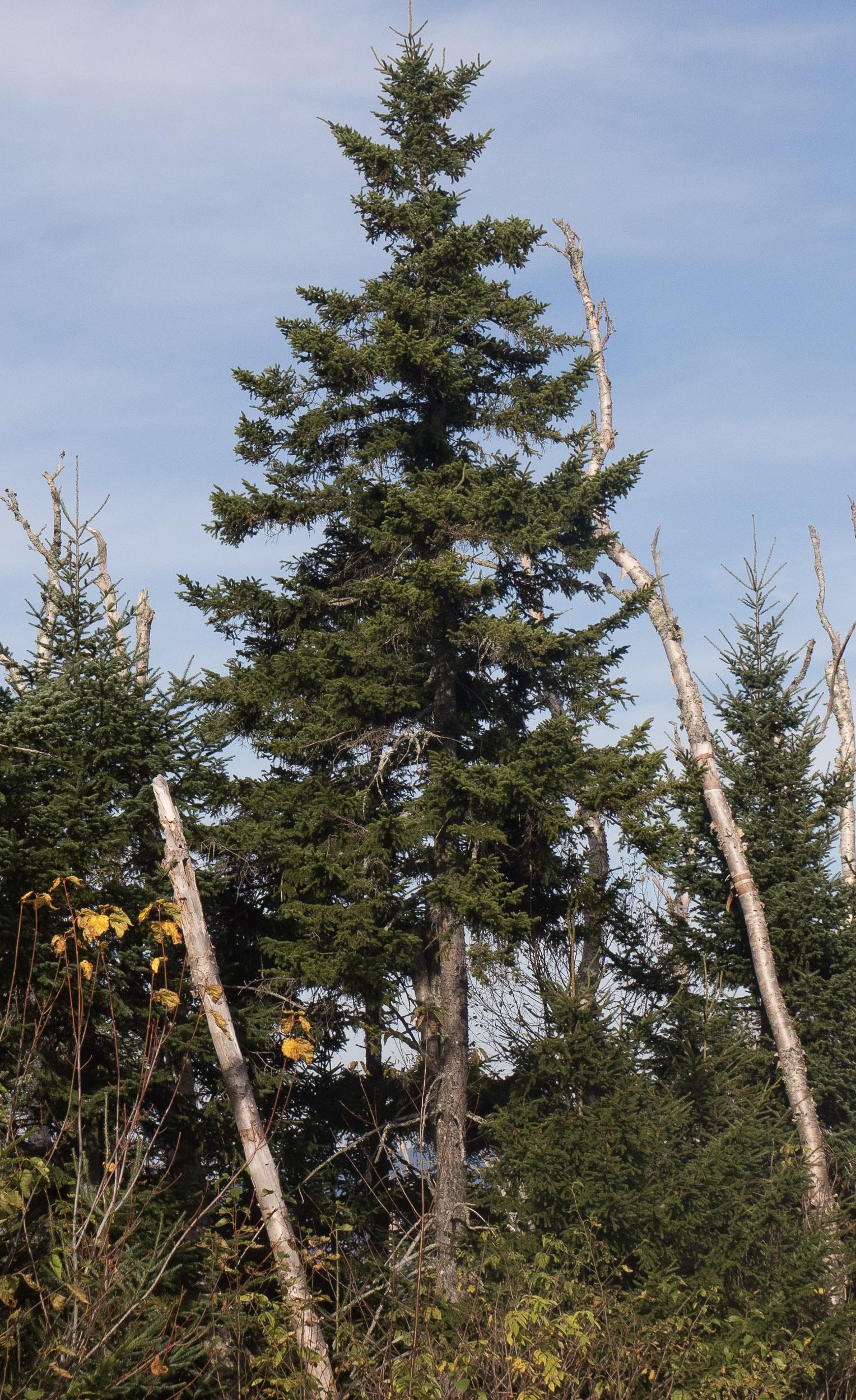 Picea Mariana 'michael Heims' - View 15 from www redcrocus com