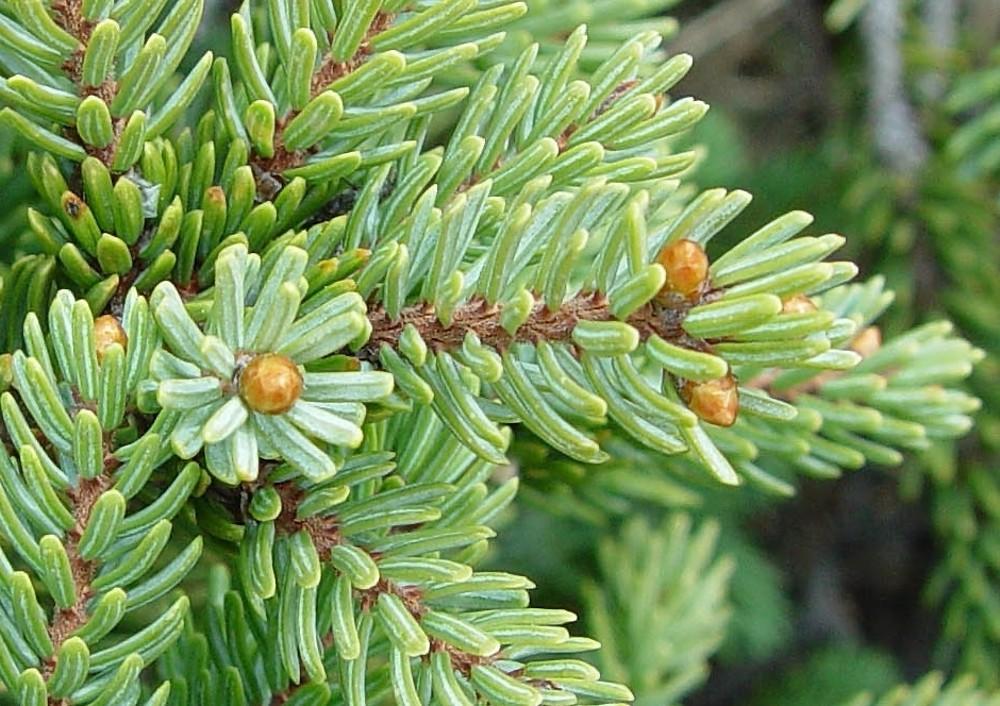 Picea Mariana 'michael Heims' - View 16 from www redcrocus com