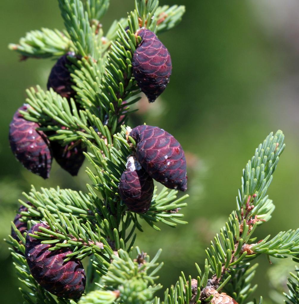 Picea Mariana 'michael Heims' - View 17 from www redcrocus com