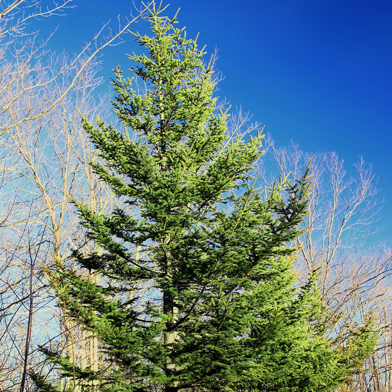 Picea Mariana 'michael Heims' - View 19 from www redcrocus com