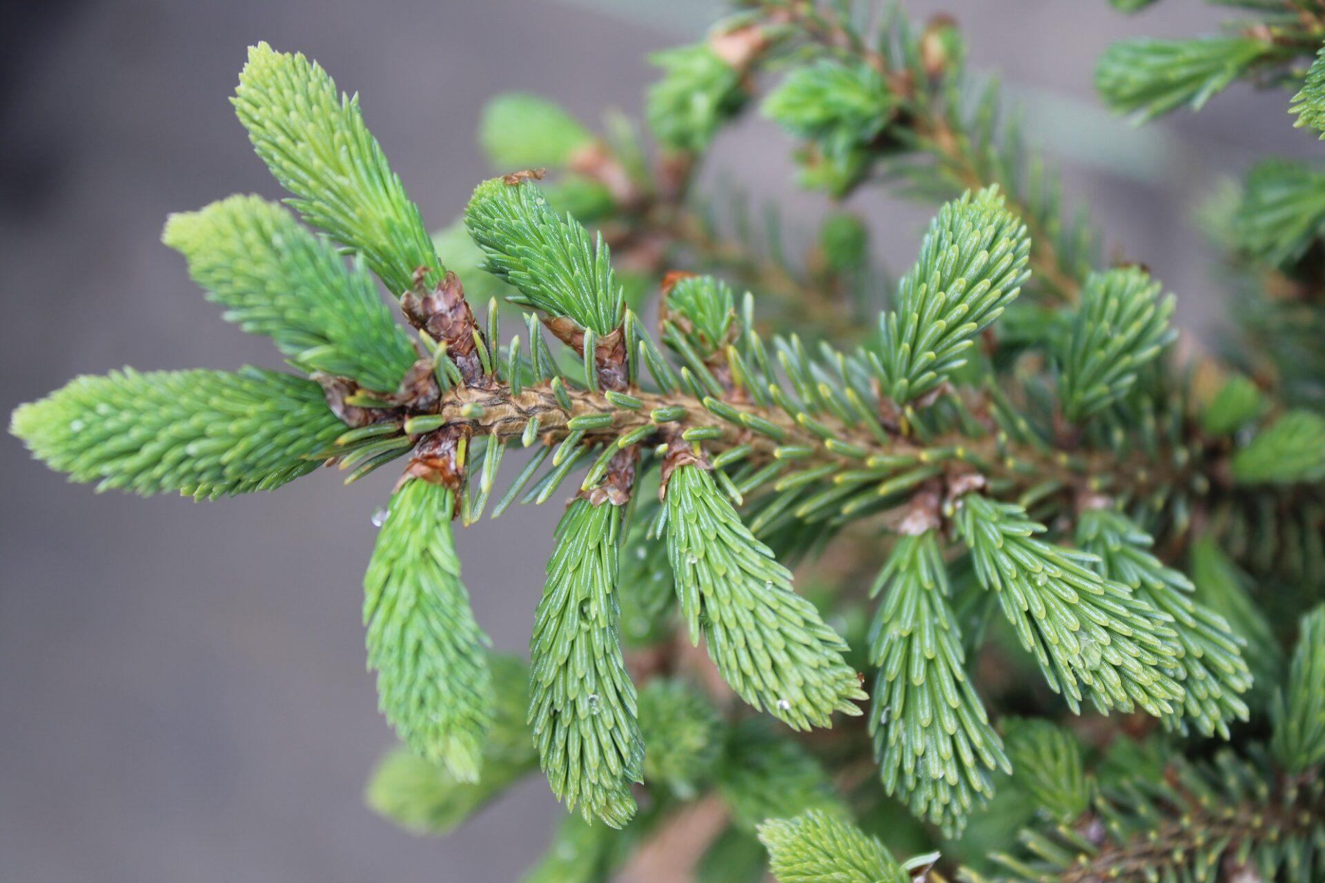 Picea Mariana 'michael Heims' - View 3 from www redcrocus com