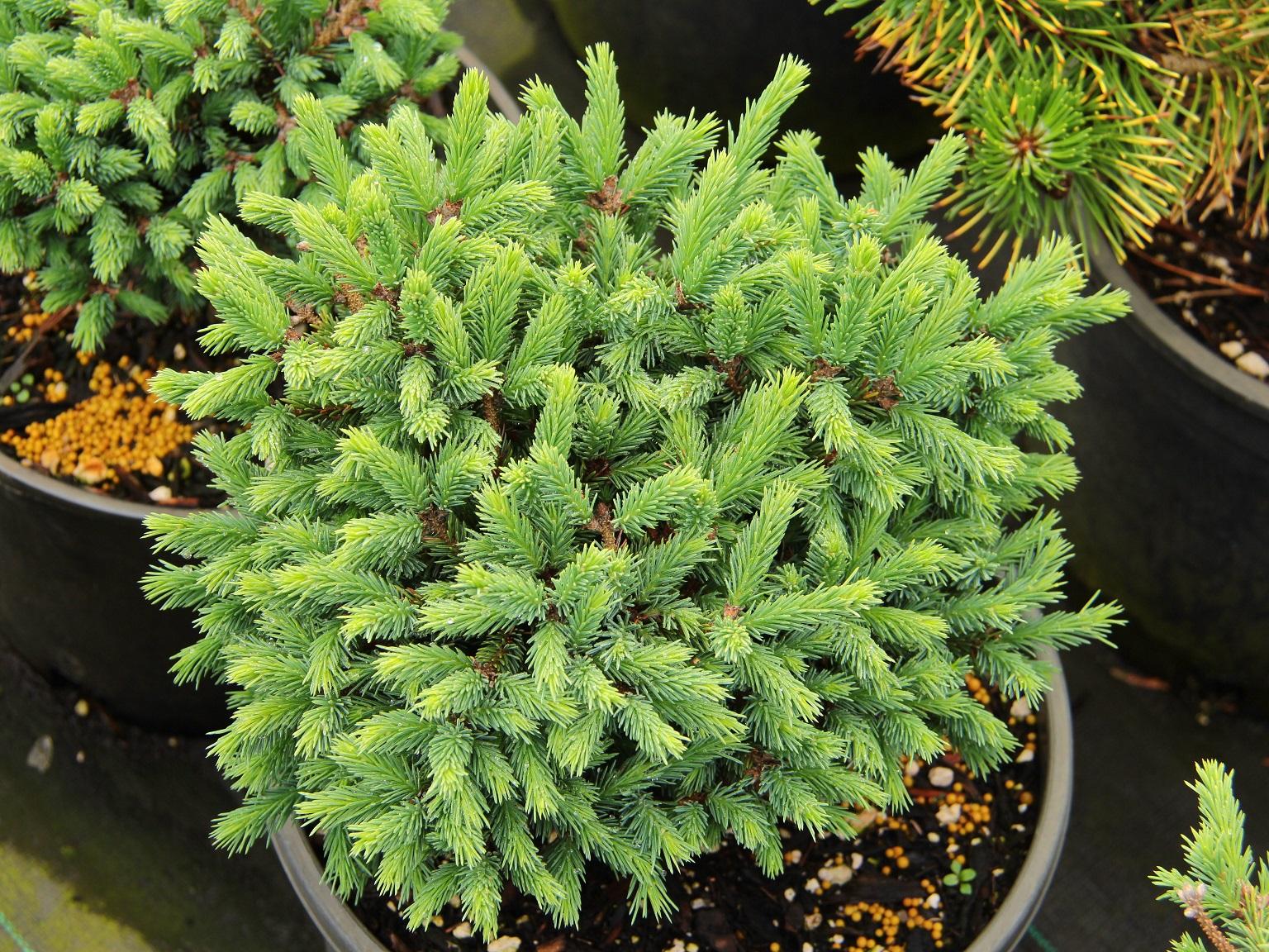 Picea Mariana 'michael Heims' - View 8 from www redcrocus com