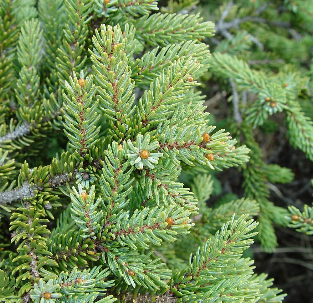 Picea Mariana 'michael Heims' - View 9 from www redcrocus com