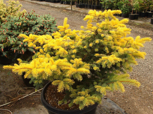 Picea Pungens Aurea - View 1 from www redcrocus com