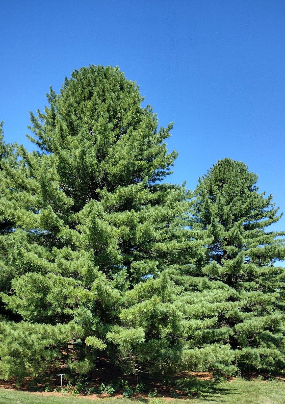 Pinus Parviflora Venus - View 16 from www redcrocus com